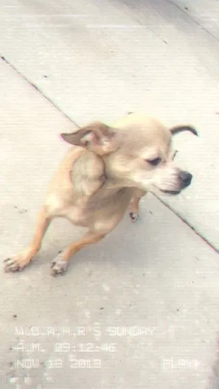 Lost dog in Brandon, FL, 33510