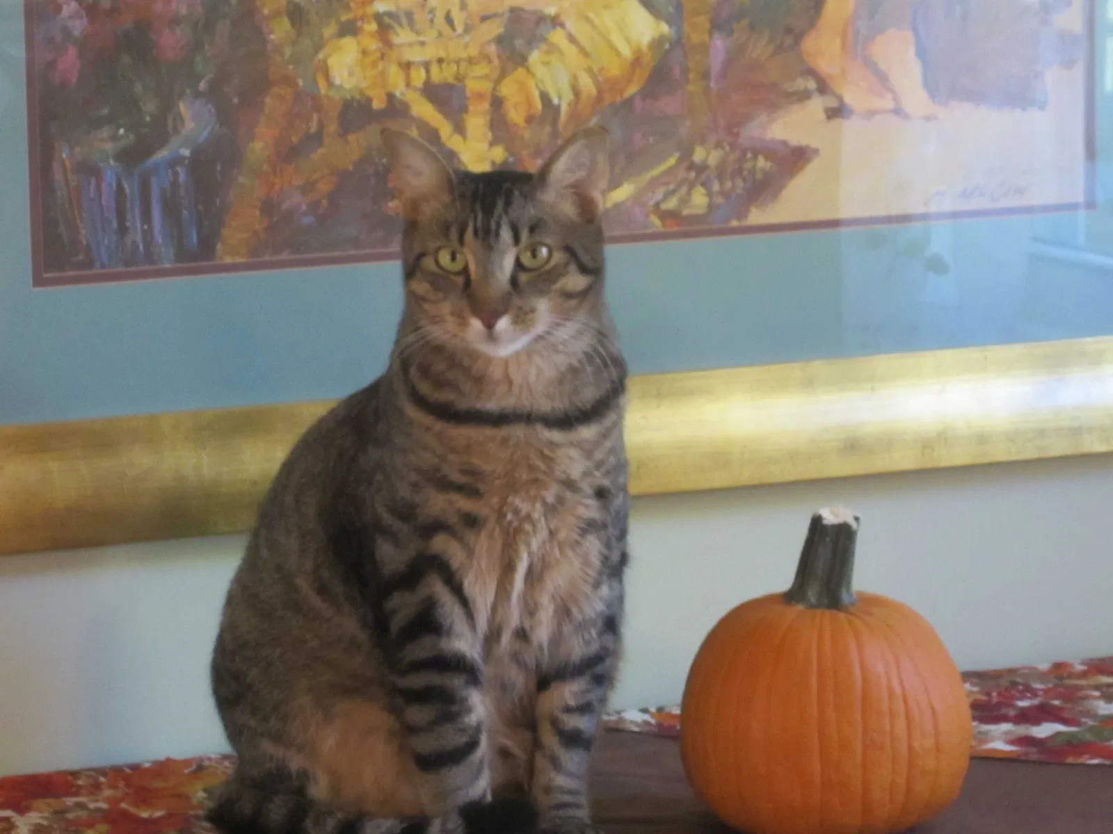 Lost cat in Louisville, KY, 40219