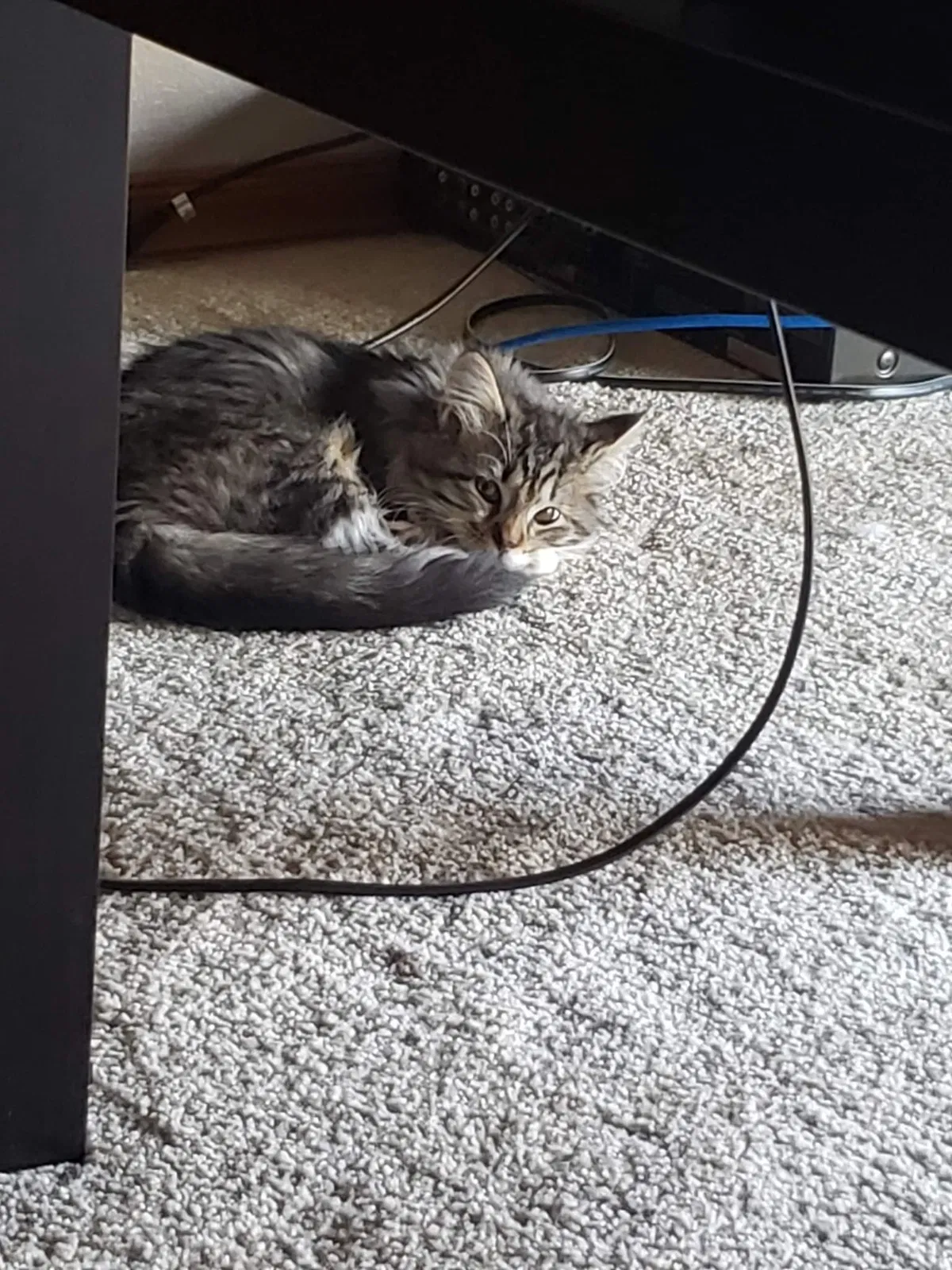 Lost cat in Yukon, OK, 73099
