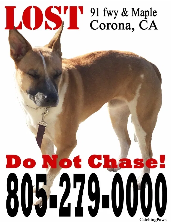 Lost dog in Corona, CA, 92880