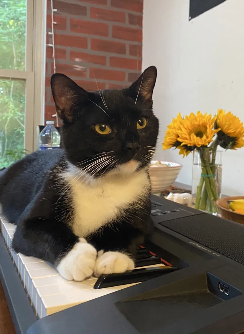 Lost cat in Kendall Park, NJ, 8824