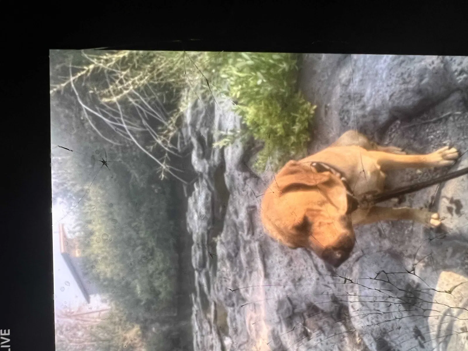 Lost dog in Hayward, CA, 94540