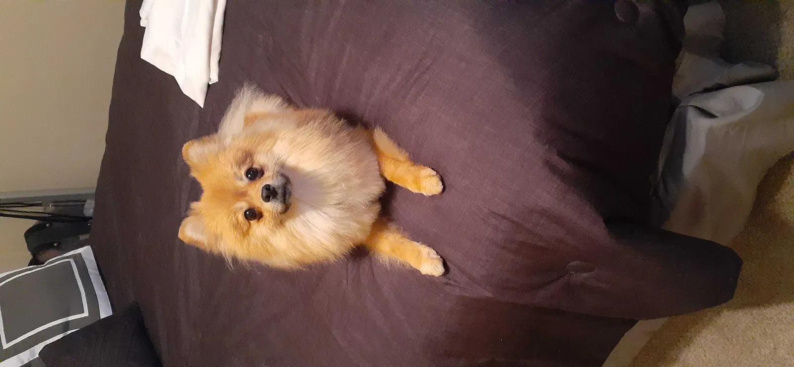 Lost dog in Douglasville, GA, 30134
