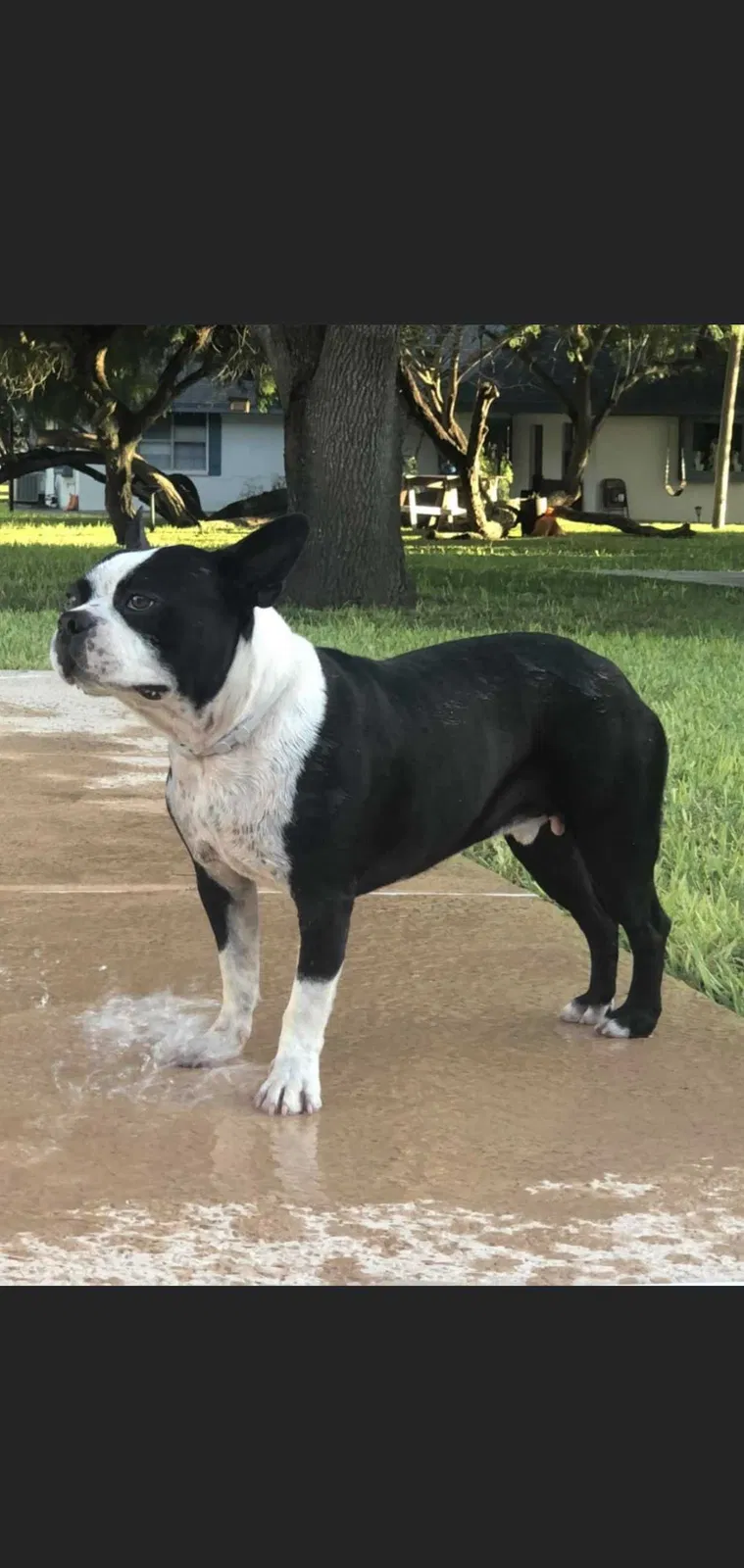 Lost dog in Mission, TX, 78572