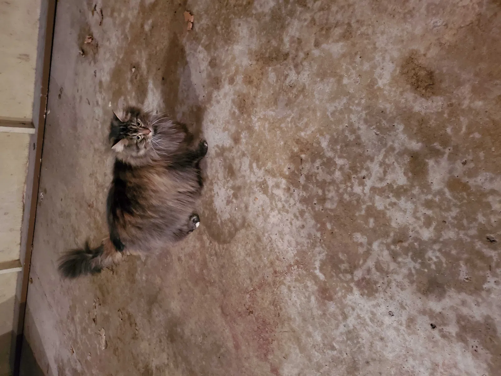 Lost cat in Richmond, IN, 47374