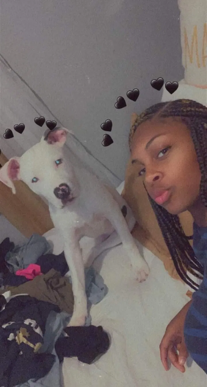 Lost dog in Memphis, TN, 38128