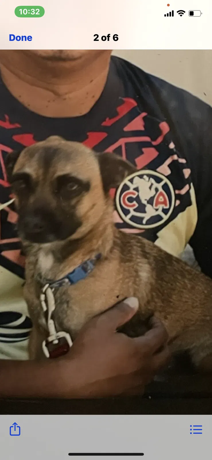Lost dog in South San Francisco, CA, 94080