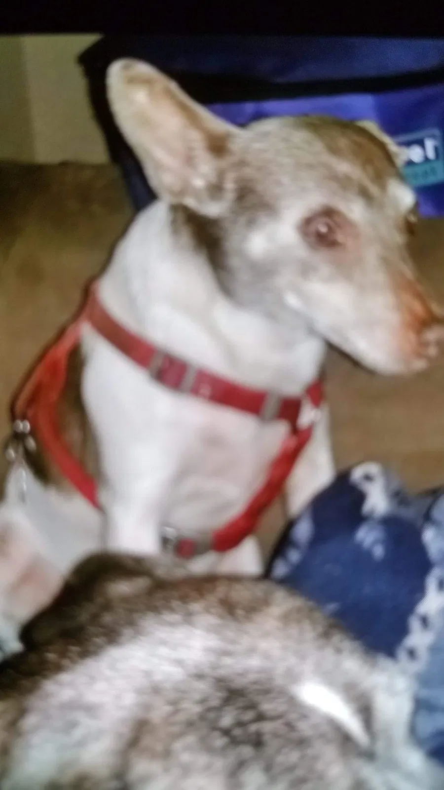 Lost dog in Hudson, NC, 28638
