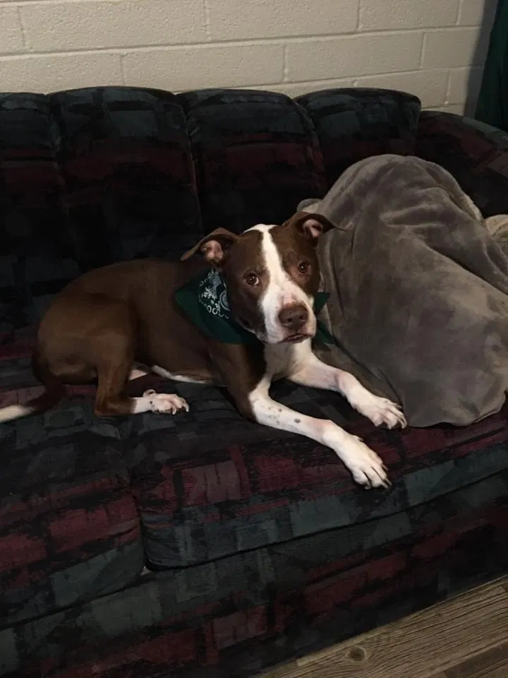 Lost dog in Tempe, AZ, 85281