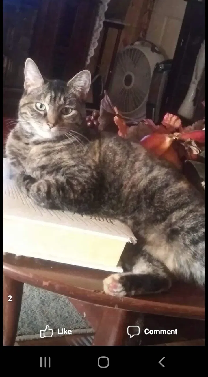 Lost cat in Keyser, WV, 26726