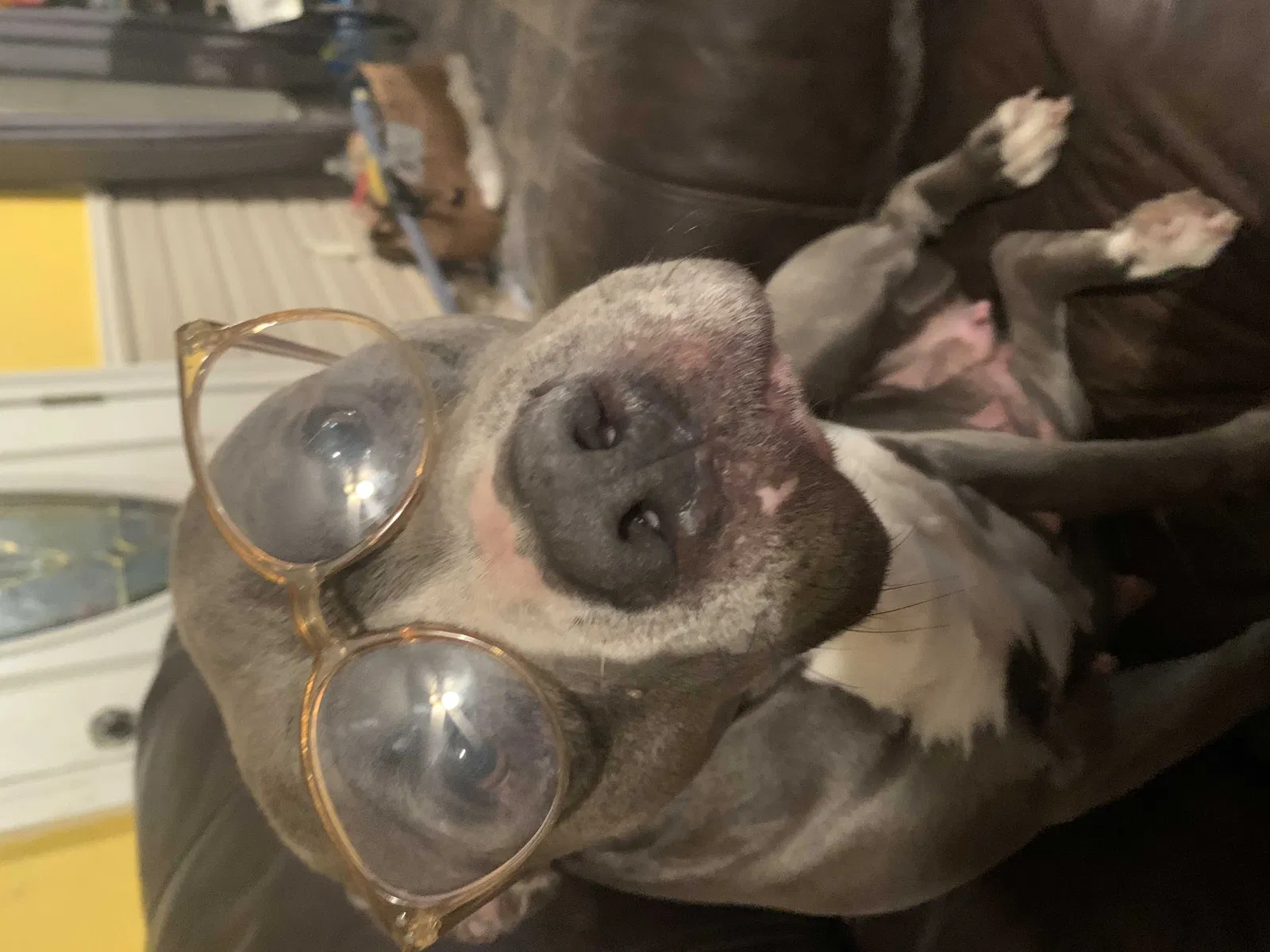 Lost dog in Youngsville, LA, 70592