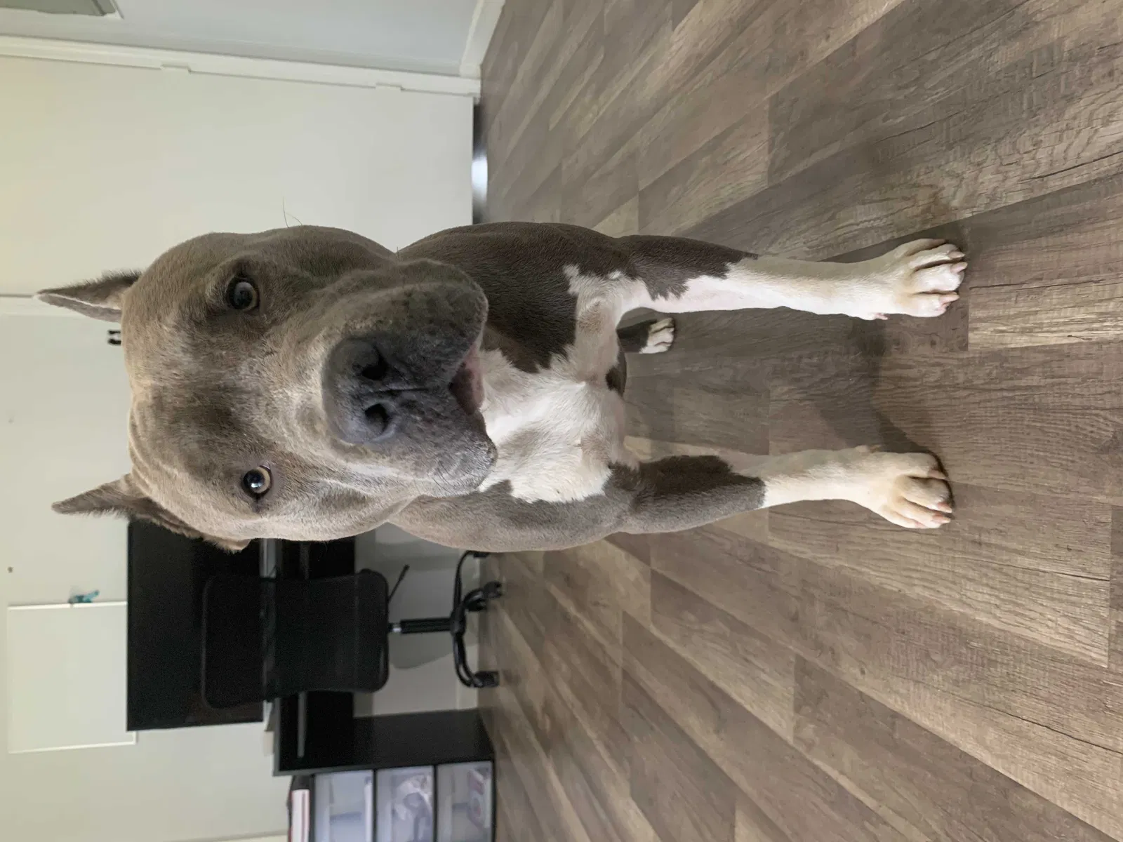 Lost dog in New Castle, IN, 47362