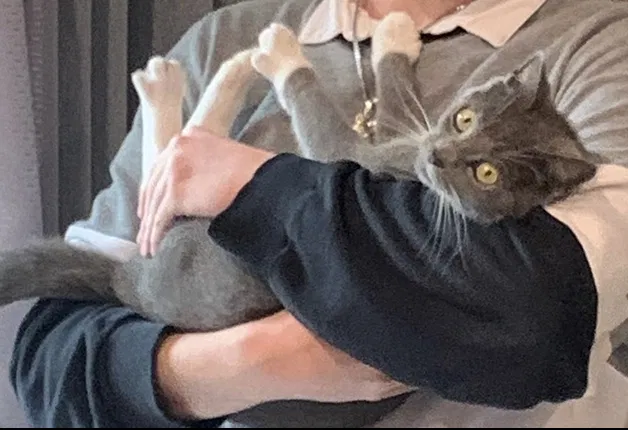 Lost cat in Hialeah, FL, 33018