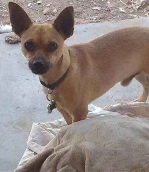 Lost dog in Phoenix, AZ, 85014