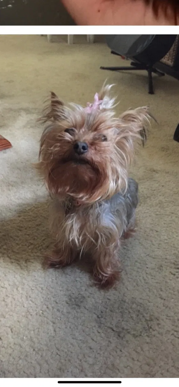 Lost dog in Pottstown, PA, 19465