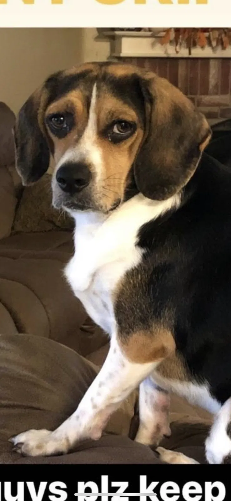 Lost dog in Wylie, TX, 75098