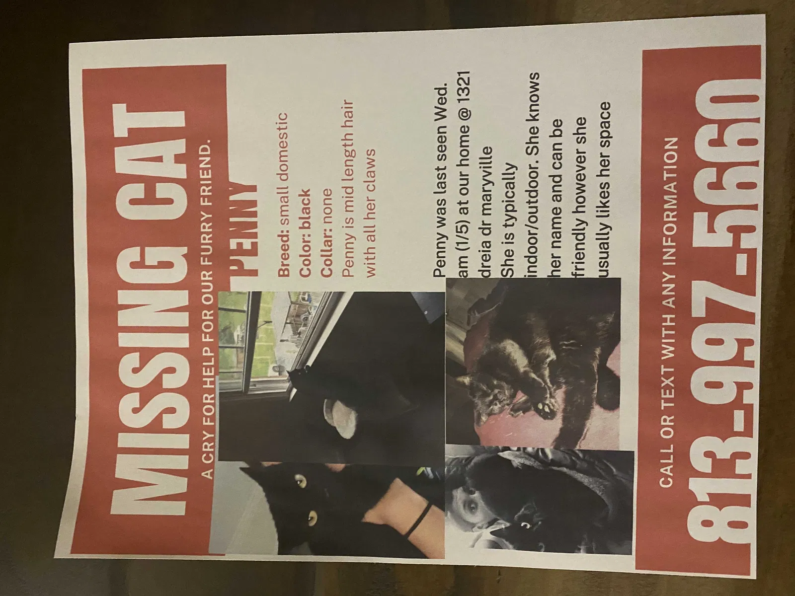 Lost cat in Maryville, TN, 37801