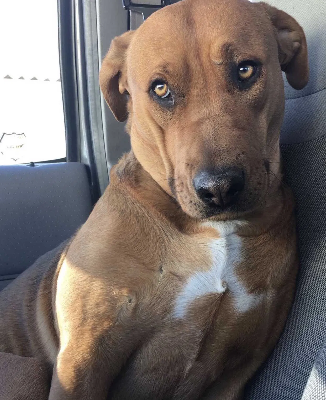 Lost dog in Rio Rancho, NM, 87124