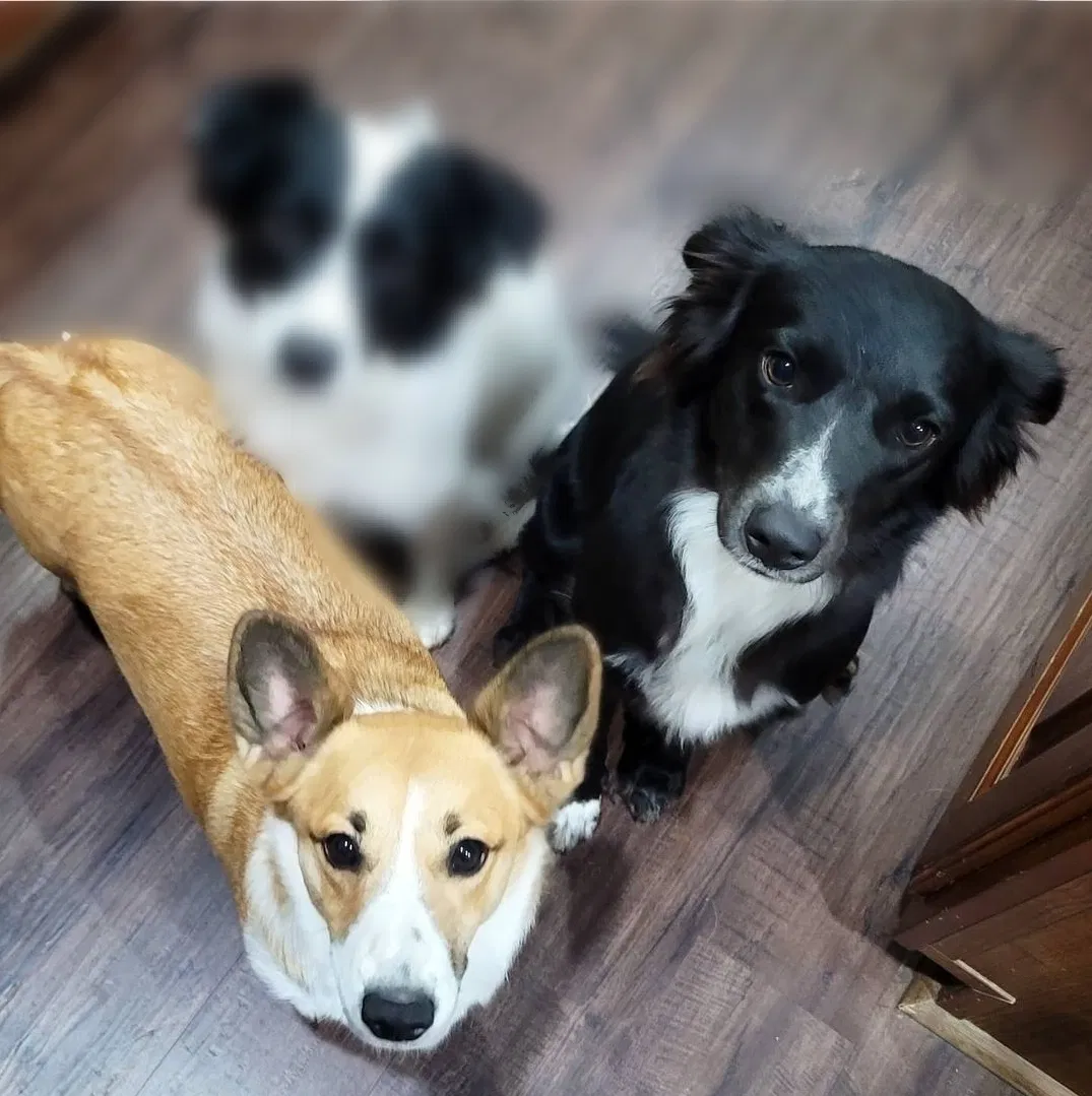 Lost dog in Wheatland, MO, 65779
