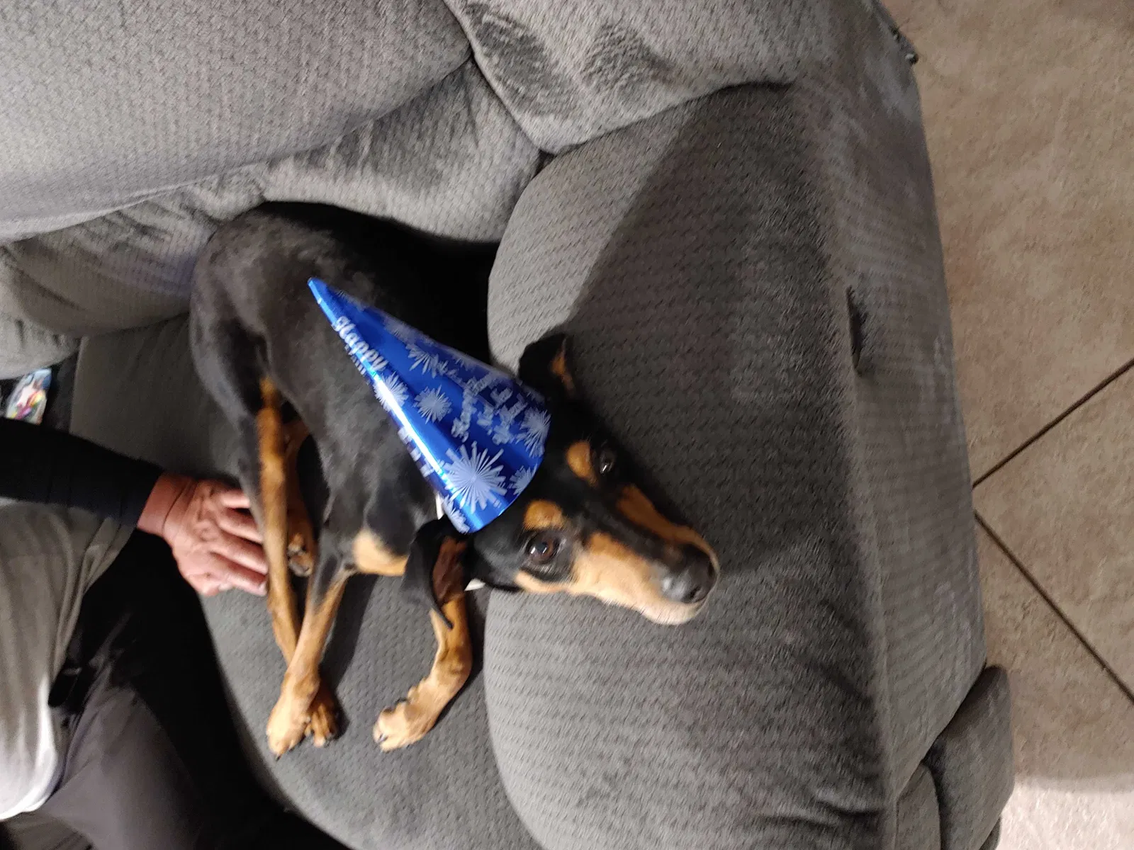 Lost dog in Fontana, CA, 92335