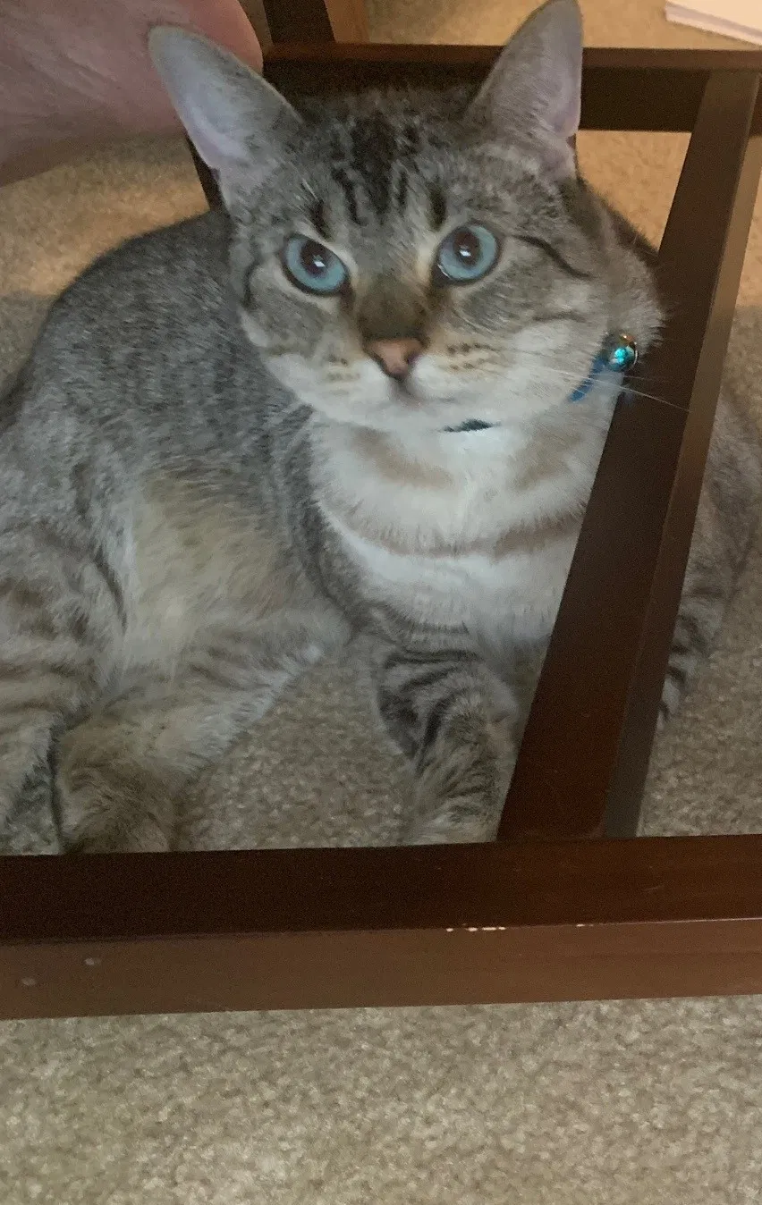 Lost cat in Wylie, TX, 75098