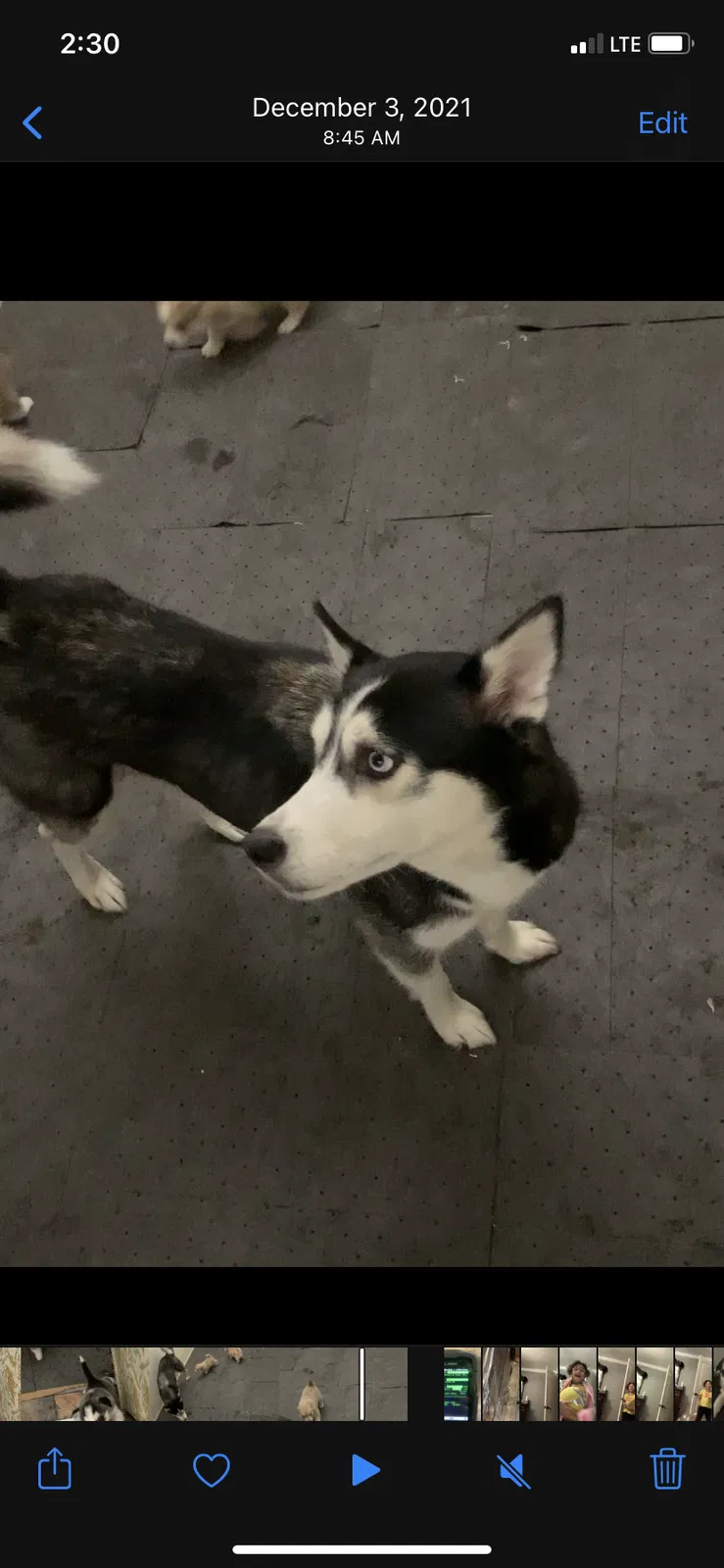Lost dog in Pasadena, TX, 77502