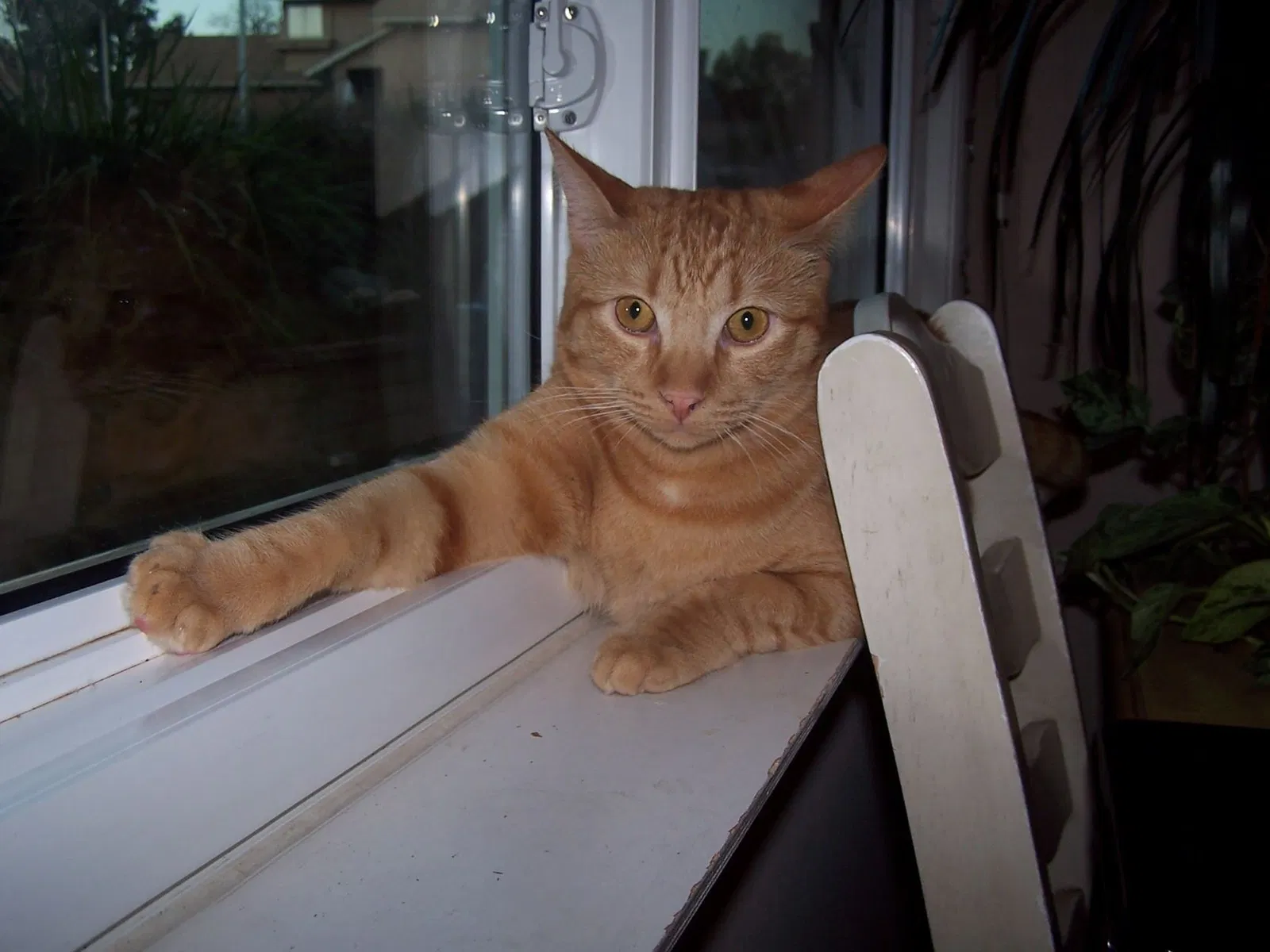 Lost cat in Santa Clarita, CA, 91390