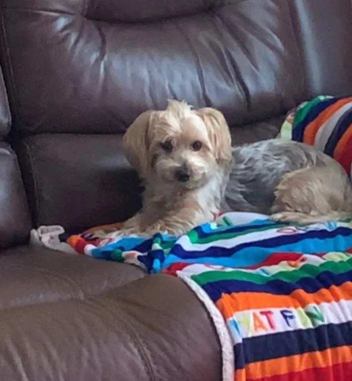 Lost dog in Cape Coral, FL, 33993