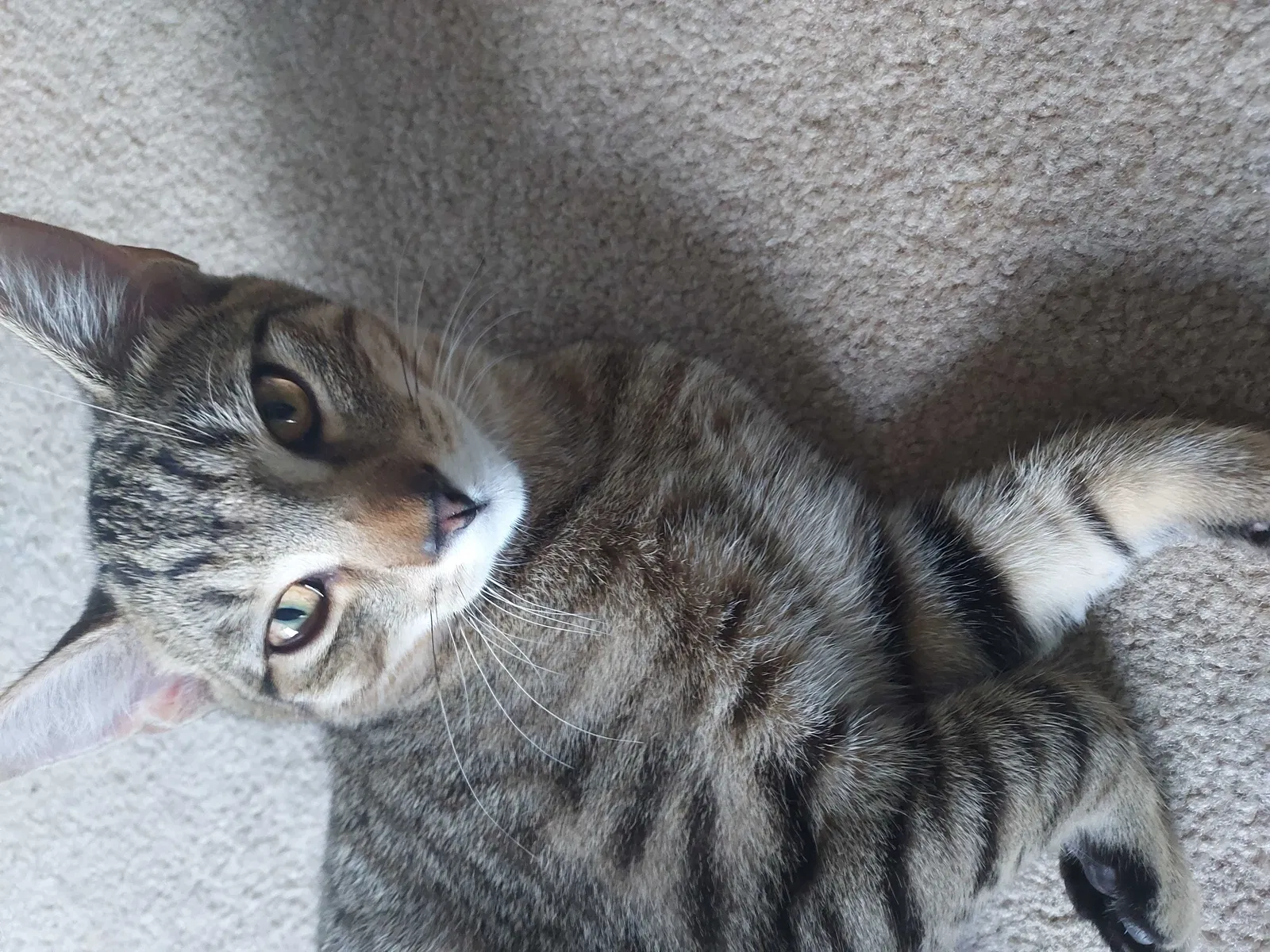 Lost cat in York, PA, 17402