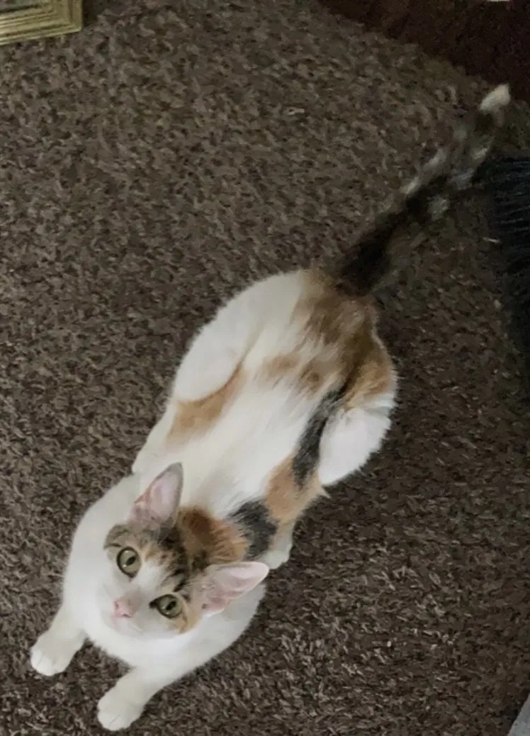 Lost cat in Corpus Christi, TX, 78413