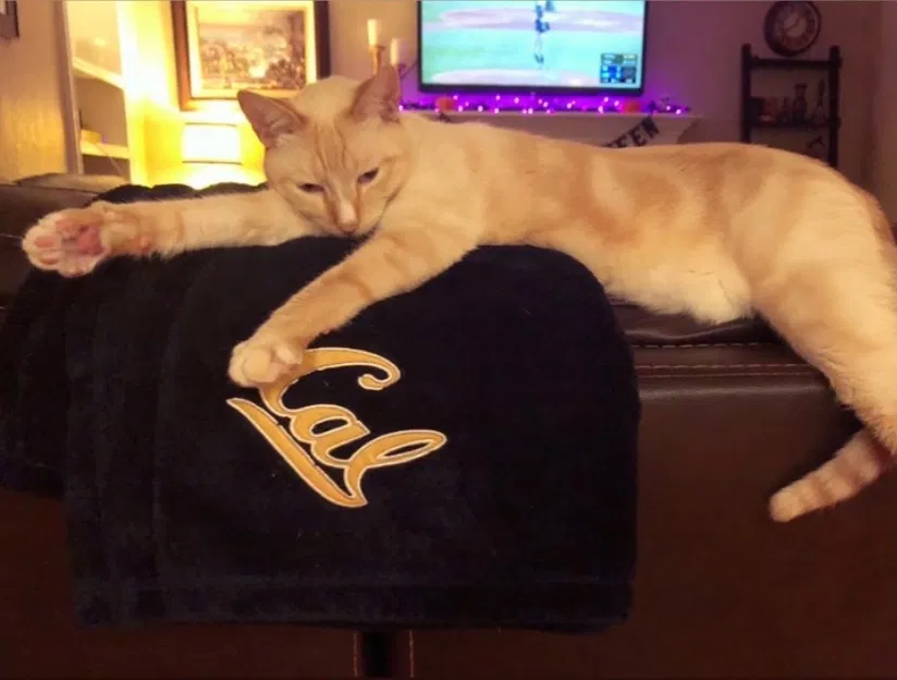 Lost cat in Mission Viejo, CA, 92691