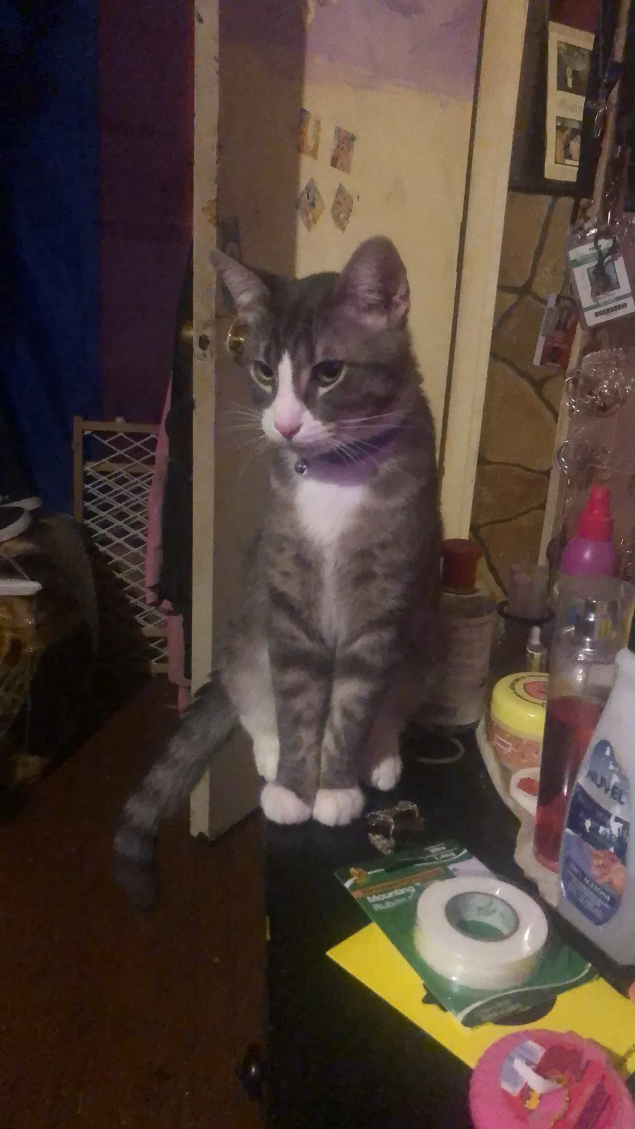 Lost cat in Dallas, TX, 75224
