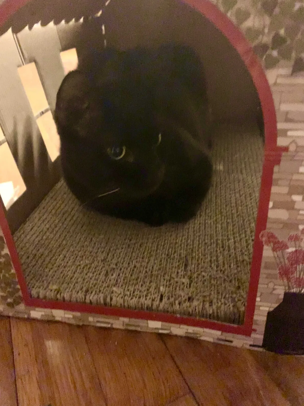 Lost cat in Henrico, VA, 23229