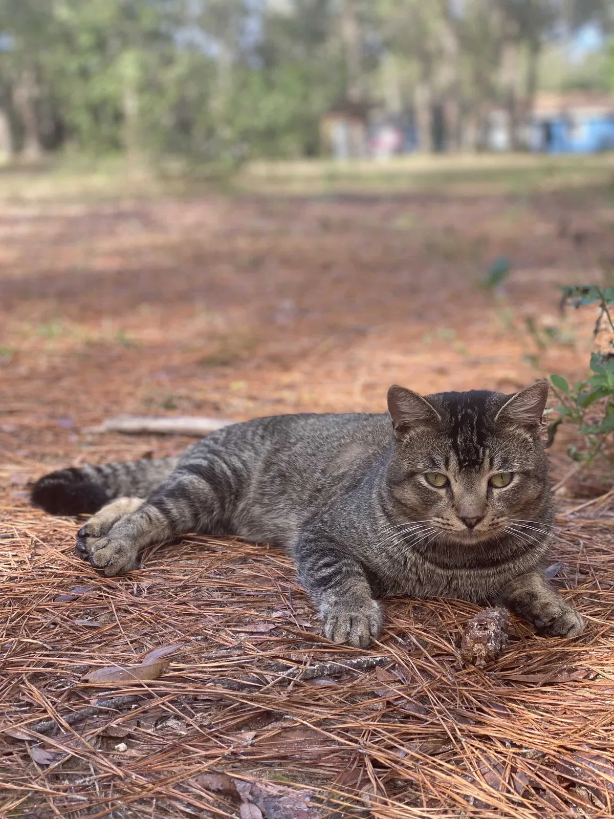 Lost cat in Alachua, FL, 32615