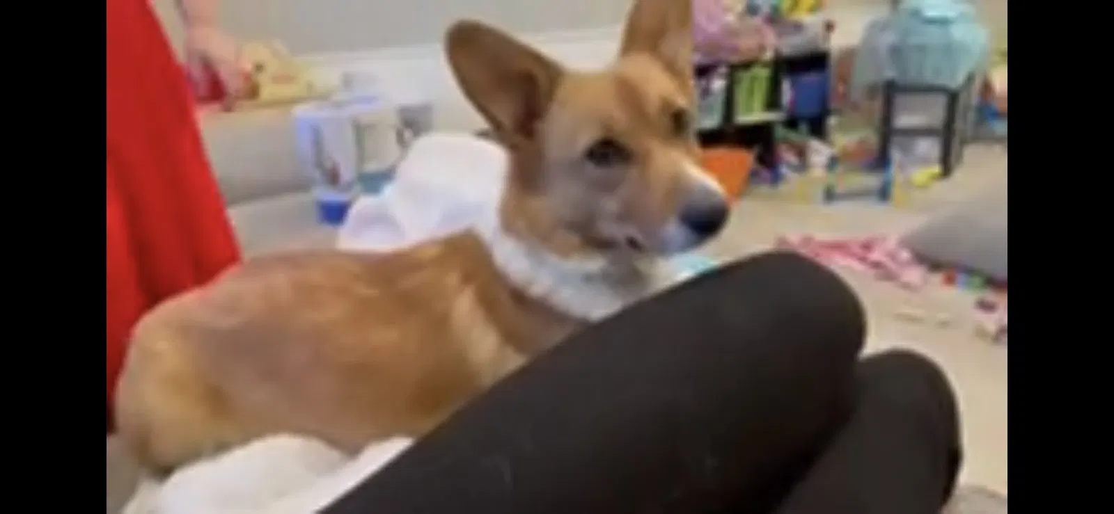 Lost dog in Washington, DC, 20202