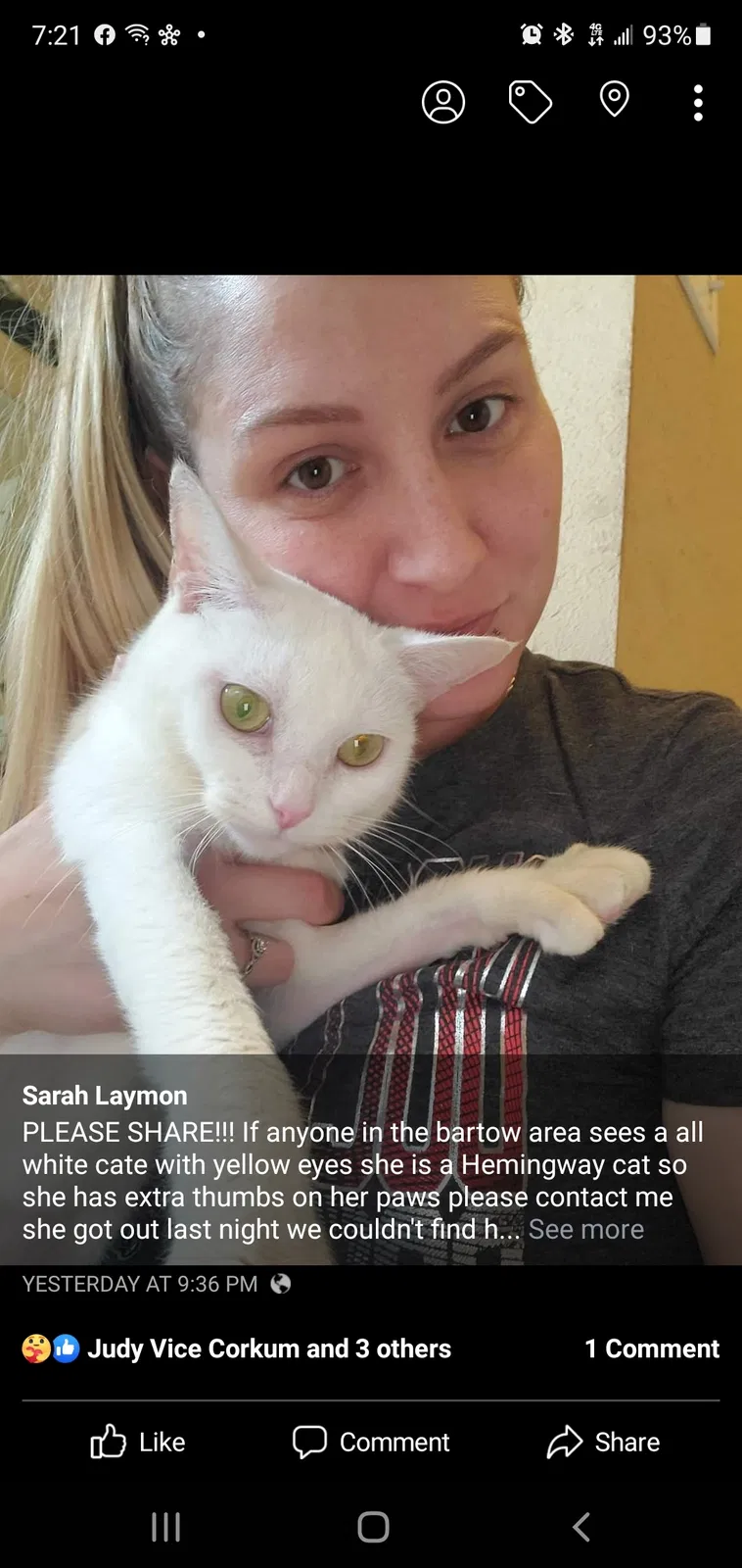 Lost cat in Bartow, FL, 33830