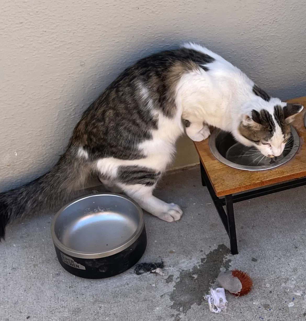 Lost cat in Redondo Beach, CA, 90278
