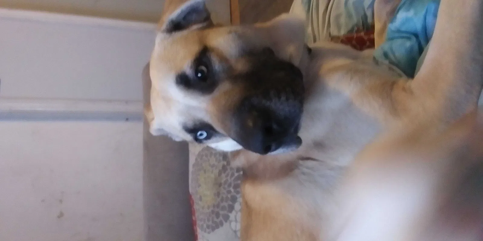 Lost dog in North Salt Lake, UT, 84054