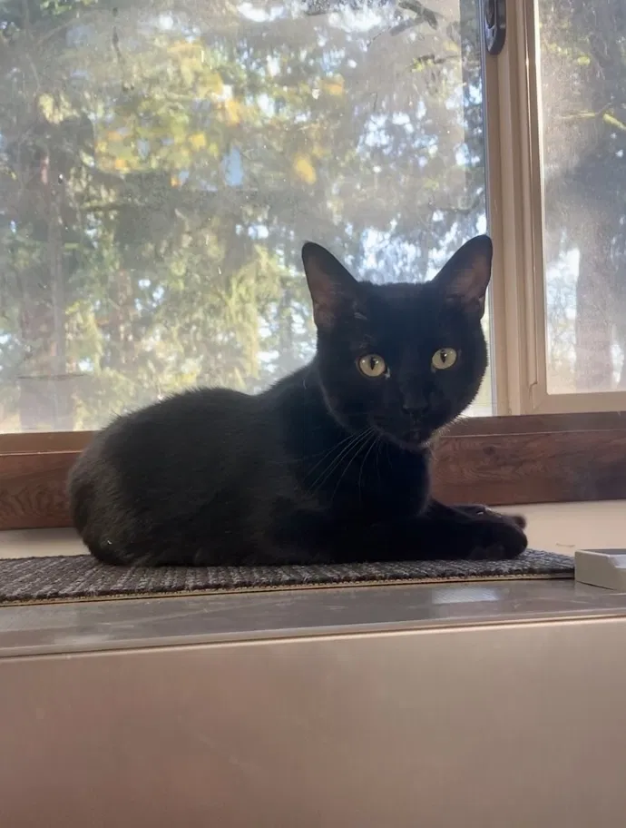 Lost cat in Portland, OR, 97266