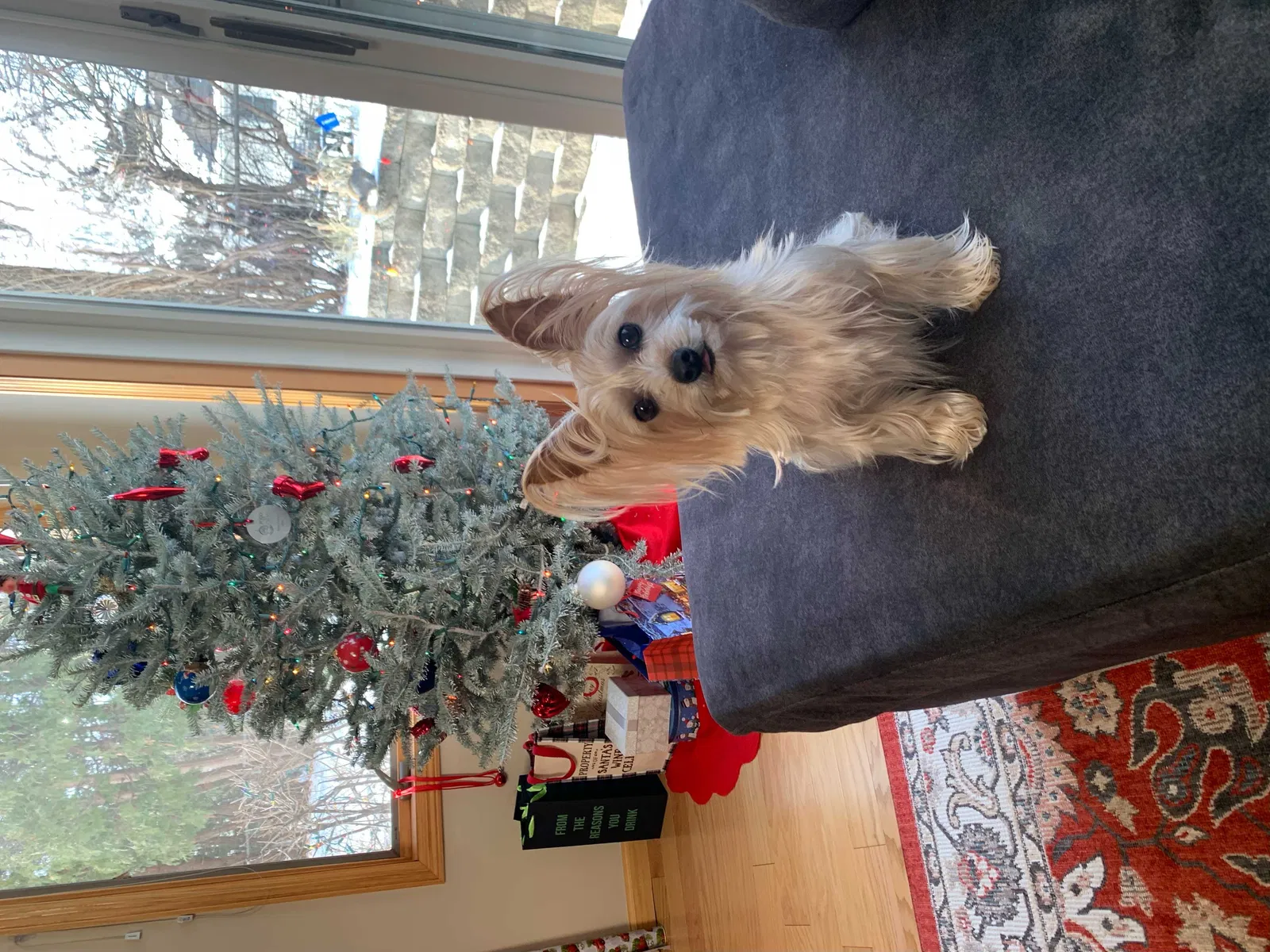 Lost dog in Minneapolis, MN, 55418