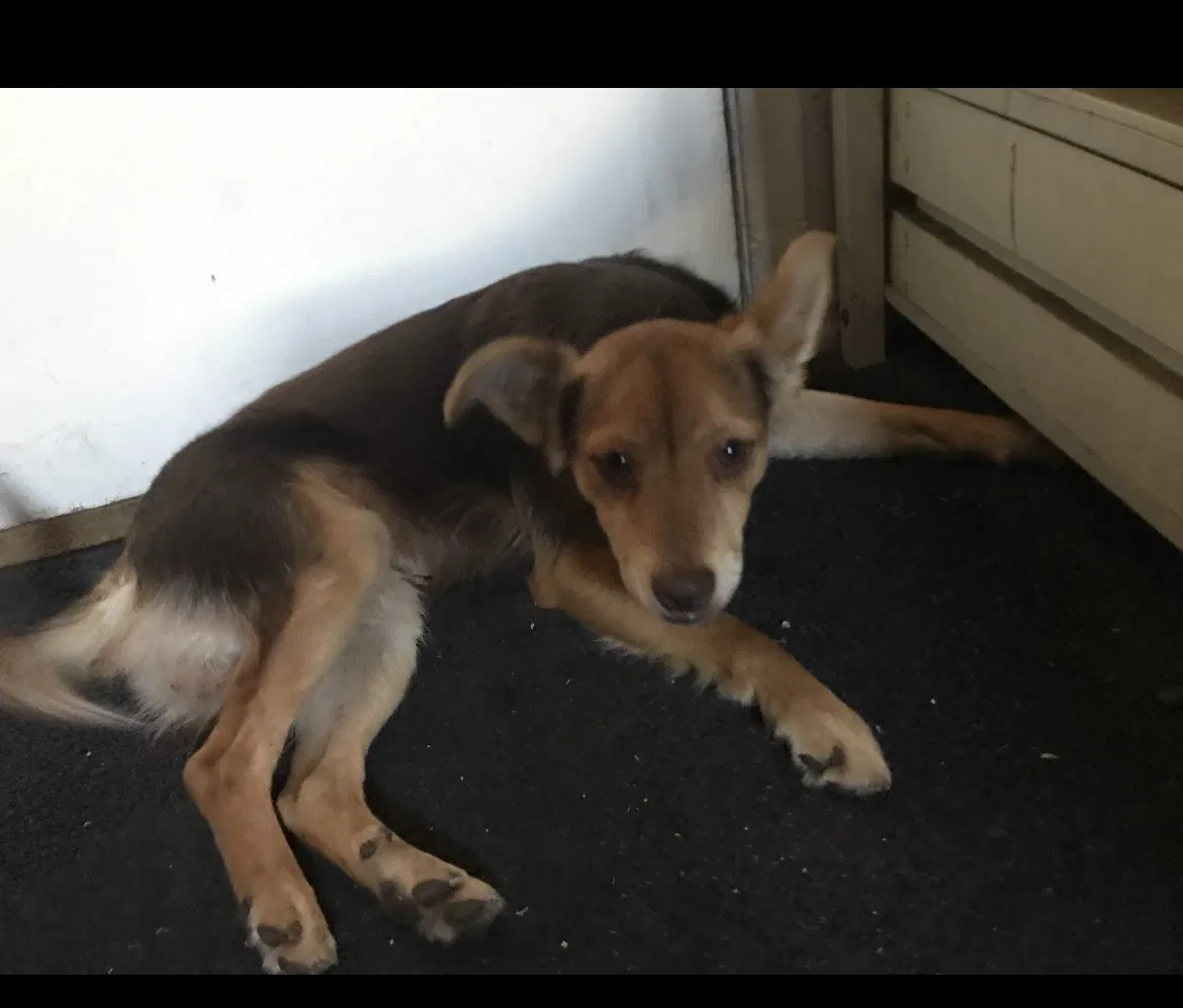 Lost dog in Santa Ana, CA, 92704