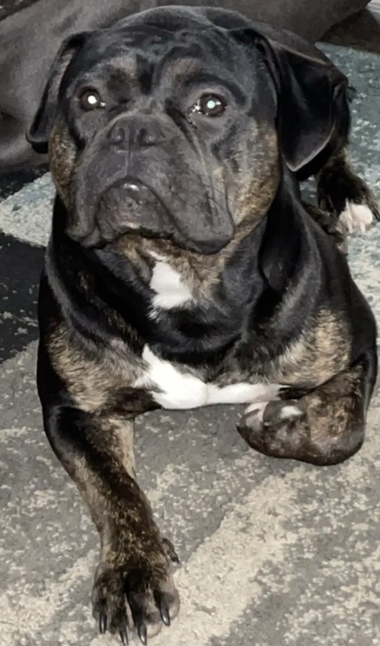 Lost dog in Conyers, GA, 30094
