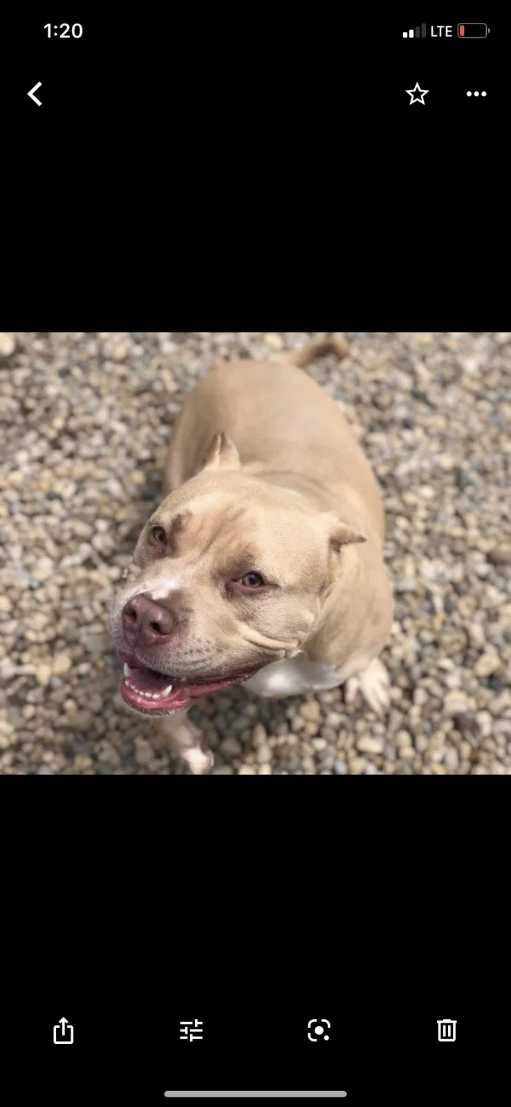 Lost dog in Indianapolis, IN, 46222