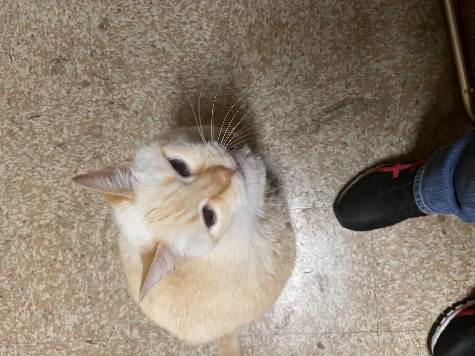Lost cat in San Antonio, TX, 78227