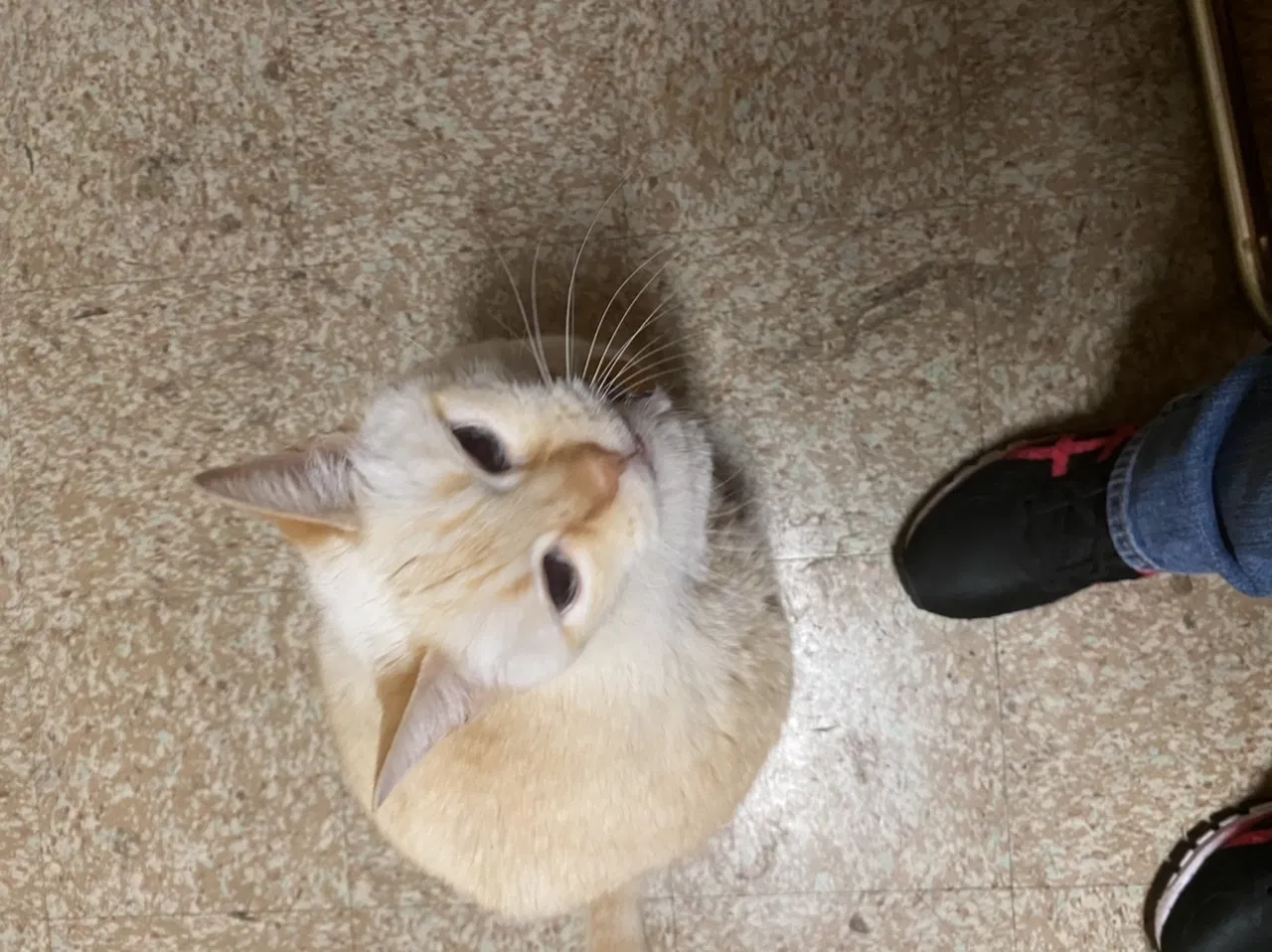Lost cat in San Antonio, TX, 78227