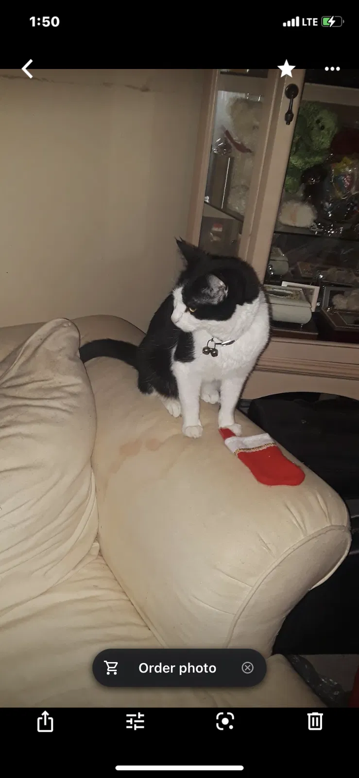 Lost cat in San Antonio, TX, 78227