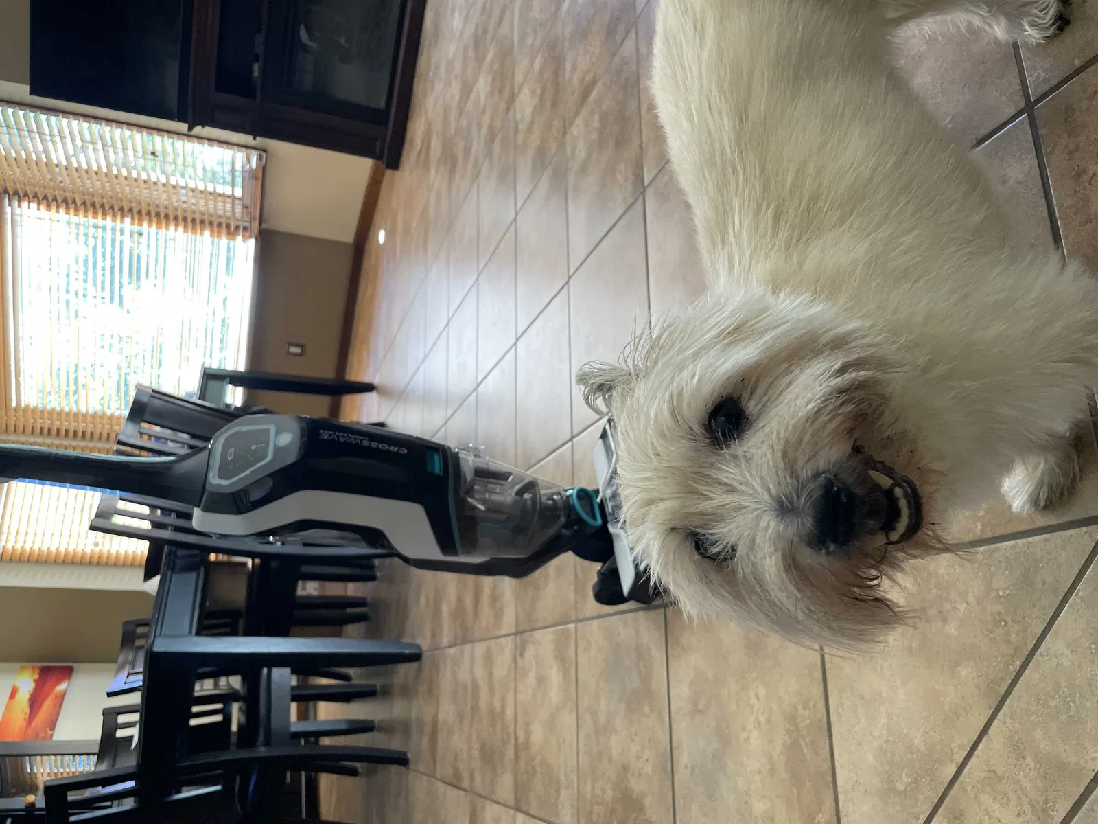 Lost dog in Grand Rapids, MI, 49534