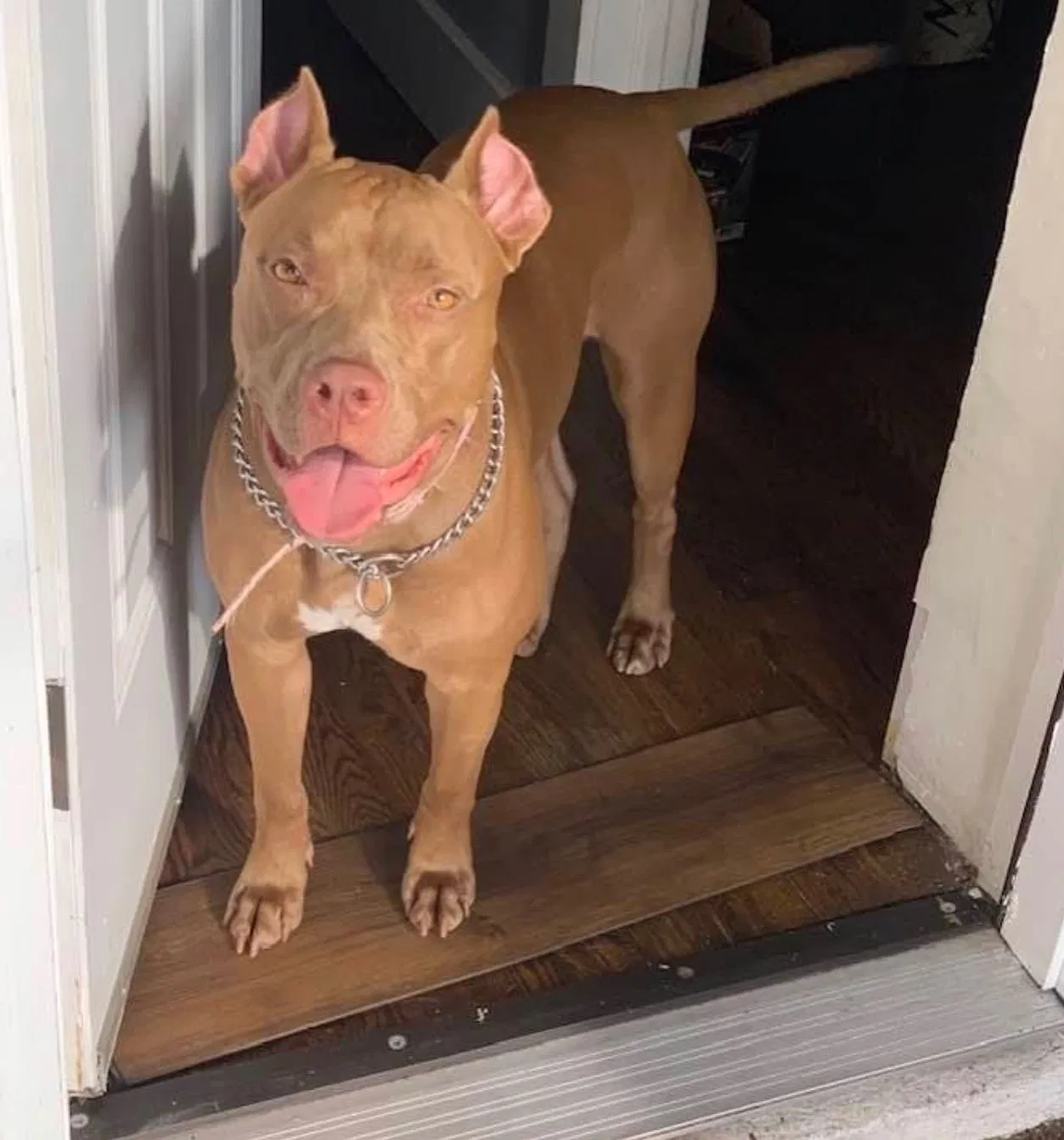 Lost dog in Newark, NJ, 7107