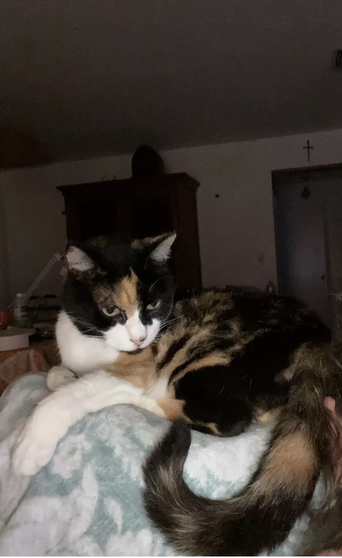 Lost cat in Naples, FL, 34116