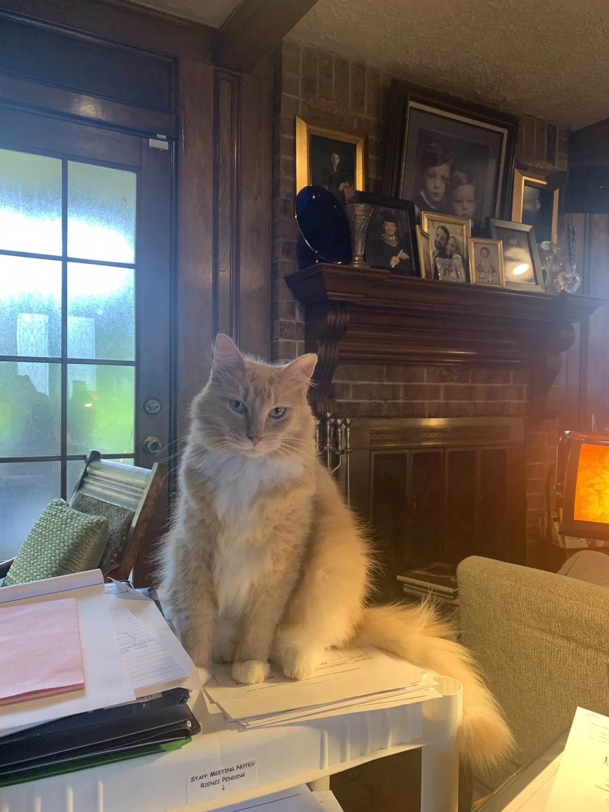 Lost cat in Houston, TX, 77015